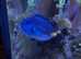 Regal tang