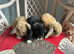 3 Lovely mini lop babies .