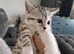 Beautiful Scottish Fold x 1 left