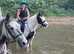 13.1hh coloured cob