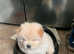 Boy chow chow polar white