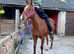 15.2hh chestnut thoroughbred mare for sale
