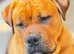 Rottweiler x English Bulldog looking for loving home