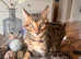 2 bengal brothers for sale