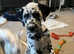 Dalmatian puppy