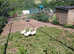 4 goslings (embden x toulouse )