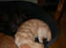 7 month old needs new home