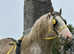 Gypsy cob