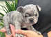 Girl French bulldog puppy