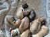 Chug puppies