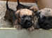 Soft coated wheaten terrier for sale