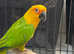 Beautiful Baby Jendy Sunconure Parrot