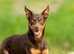 American hairless terriers puppies require a new home to shift