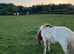 Quiet Shetland x DHP pony