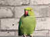 Beautiful baby Indian ringnick parrot