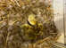 Muscovy ducklings