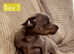 Pure blood Russian Toy puppies smooth and long haired for sale