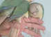 Hand reared cinammon conures baby