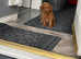 Red miniature poodle