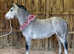 Very well bred sec a filly