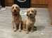 Cockapoo puppies for sale