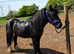 Storm 5 year old gelding