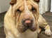 Shar pei