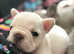 French bulldog pups