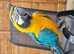 Gold and blue macaw parrot