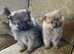 Miniature Pomeranian puppies
