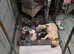 KC Registered French Bulldog puppies