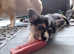 KC registered Male Corgi puppy Tri colour available