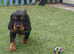 Gordon Setter litter of 9