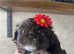 Kc reg  Pekingese pups x4 girls  genetic tested