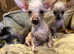 Beautiful litter of chinese crested puppies