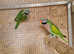 Reduced!! Proven Pair of Moustache Parakeets