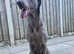 Gorgeous Weimaraner Girl For Sale