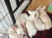 French bulldog puppies for sale