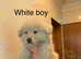 Ready now rare kc reg Isabella blue and white German shepherd pups
