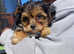 Ready Now!!! Toy Morkie only two left!!