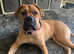 6 month old English bullmastiff female