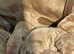 Weimaraner puppies, 6 boys & 2 girls