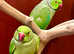 Beautiful breeding pair for sale