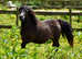Standard Shetland Mare