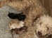 Toy poodle x toy yorkie
