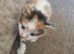Stunning kittens for sale