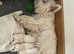 KC Exceptional Westie Puppies - Raised with Love