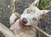 Girl American bulldog