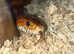 Adult female cornsnake