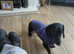 Rehoming 2 year old mini Dachshund black and tan girl